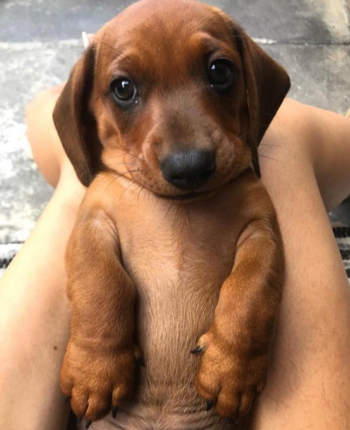 puppystagram:

Am I cute?Credit:...