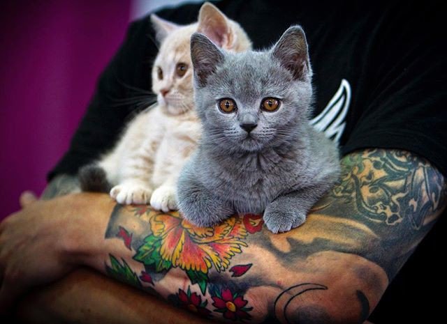 Reposting @vadimghirda: - via <a href="/Crowdfire/">Crowdfire - Daily News & Insights</a> 
A tough trio at a cat beauty show in Bucharest. #trio #kitten #cat #timestopvg #life #love #portrait #animals #tattoo #tattoos #hand #protection