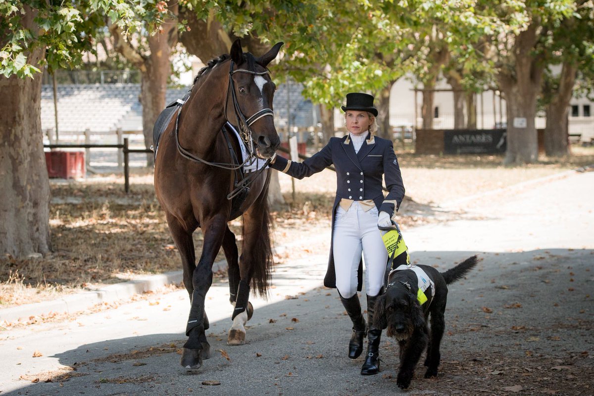 VSmithDressage's tweet photo. Gilet Jaune - non - Juste une fille aveugle avec son chien-guide et son cheval ! https://t.co/xppQL8XtNd