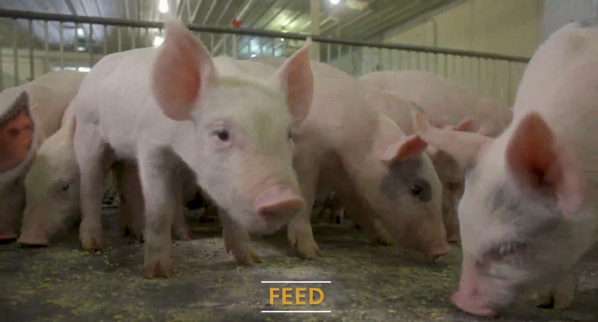 Hubbard Feeds (HubbardFeeds) Twitter