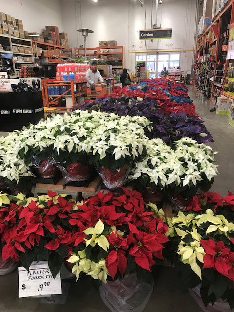 Stephen_E_Camp's tweet photo. #poinsettiafest #princettiawhite #paintedblue #paintedpurple #stellar10”red/white available @South Overland Park HomeDepot @DGLGM @CampSweenScott @tony_troia @PPSmidwest @PPSinHD https://t.co/QDH6lSIezo