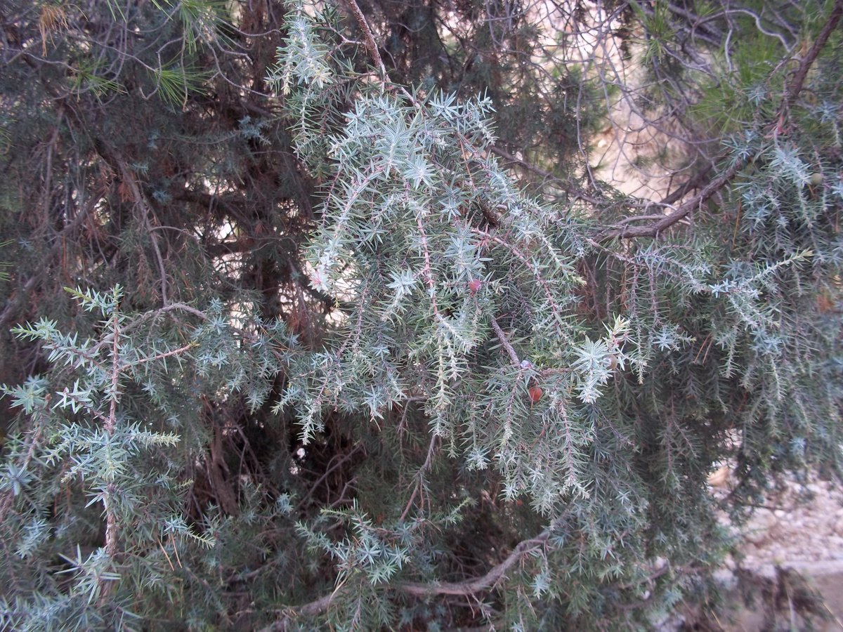 SmidaSamali's tweet image. بداية ألشتاء