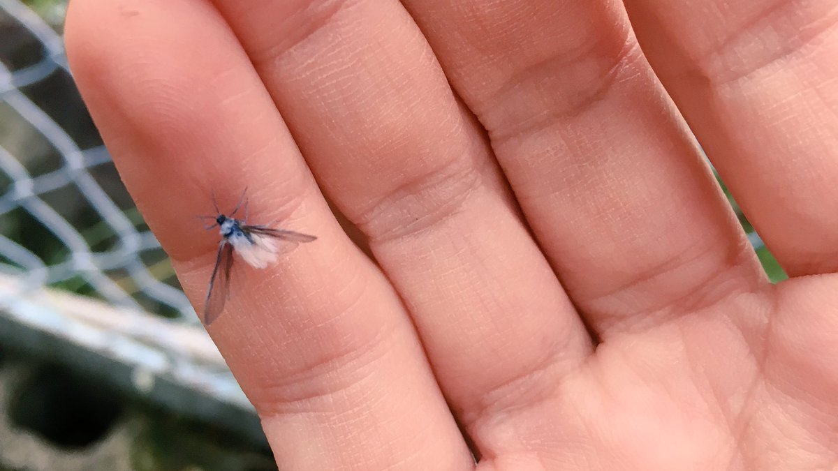 冬の訪れを告げる雪虫 フワフワしてかわいい そして生態を調べると 第一 第四世代まで意外な生態がわかって神秘を感じる Togetter 冬の訪れを告げる雪虫 フワフワしてかわいい そして生態を調べると 第一 第四世代まで意外な生態がわかって神秘を感じる Togetter