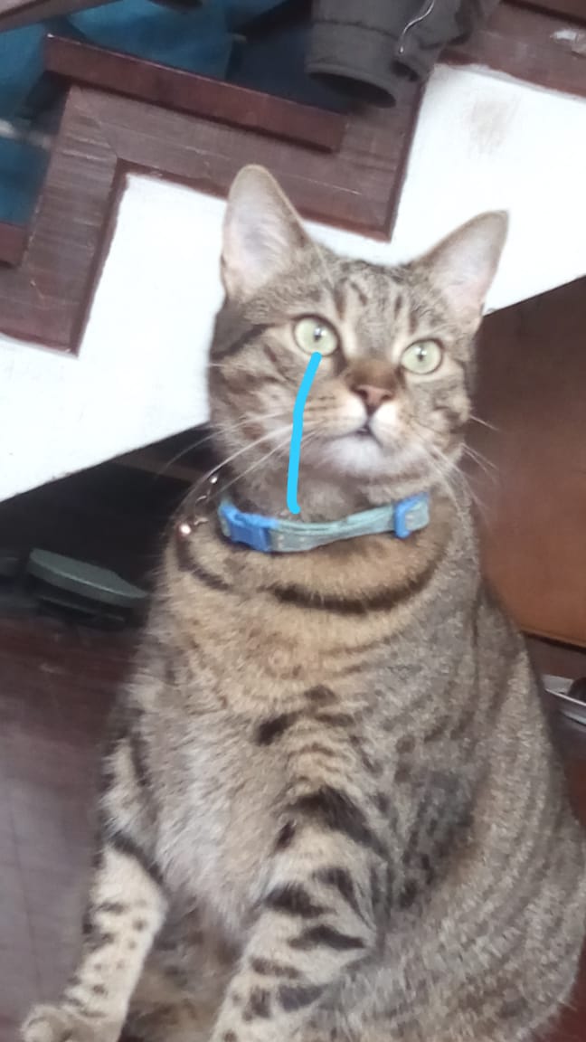 ANNOUCEMENT PARROCHIAL (i'm spanish sounds better -feels better-)
I thought about this, now is 5sos as my cat (to have more content), so enjoy :*