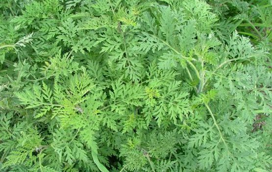 Monash Science (@monash_science) on Twitter photo .<a href="/MonashBiol/">School of Biological Sciences, Monash</a> scientists have found that ragweed's strong ability to adapt and thrive in new environments may have implications for hay fever sufferers. bit.ly/2FHMpLX #hayfever .<a href="/MonashBiol/">School of Biological Sciences, Monash</a> scientists have found that ragweed's strong ability to adapt and thrive in new environments may have implications for hay fever sufferers. bit.ly/2FHMpLX #hayfever