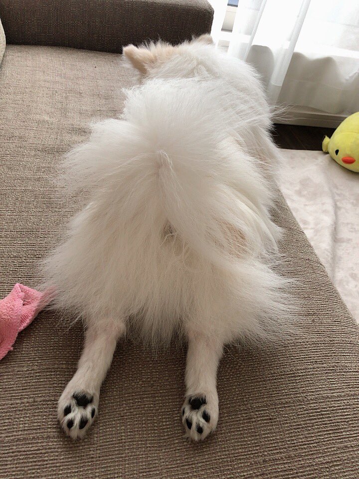 やまきょう 白くて長い足 ポメペキ 2号 11ヶ月 美脚犬 お昼寝中