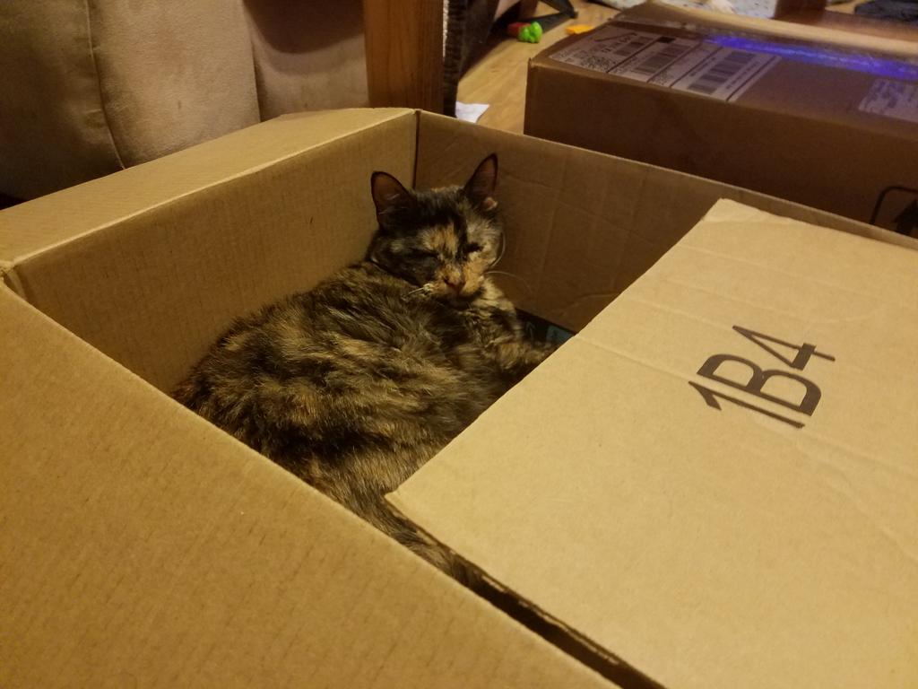 ravenboxcat's tweet photo. Naps: Imma take 1B4 hoomin steal my box. #TunaTuesday #cats #CatsOfTwitter #cute #CuteCats #boxcat https://t.co/F0c8gJ985V