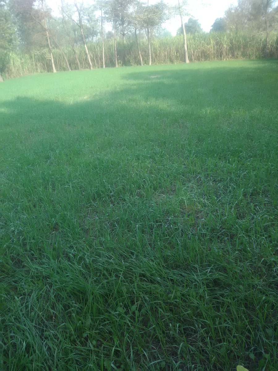 पूर्वांचल  के कुछ जिलों में इस वर्ष गेहूँ की खेती नाम मात्र की हुई है ....