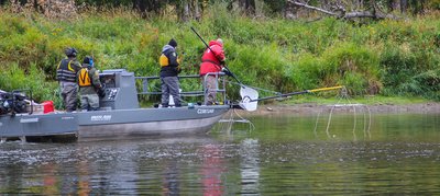 The population of adult rainbow trout in the Bow River has declined dramatically in recent years, a trend that puts at risk the world-famous recreational fishery, <a href="/UCalgary/">U Calgary</a> scientists have found. ow.ly/15Rf50jO0Lk