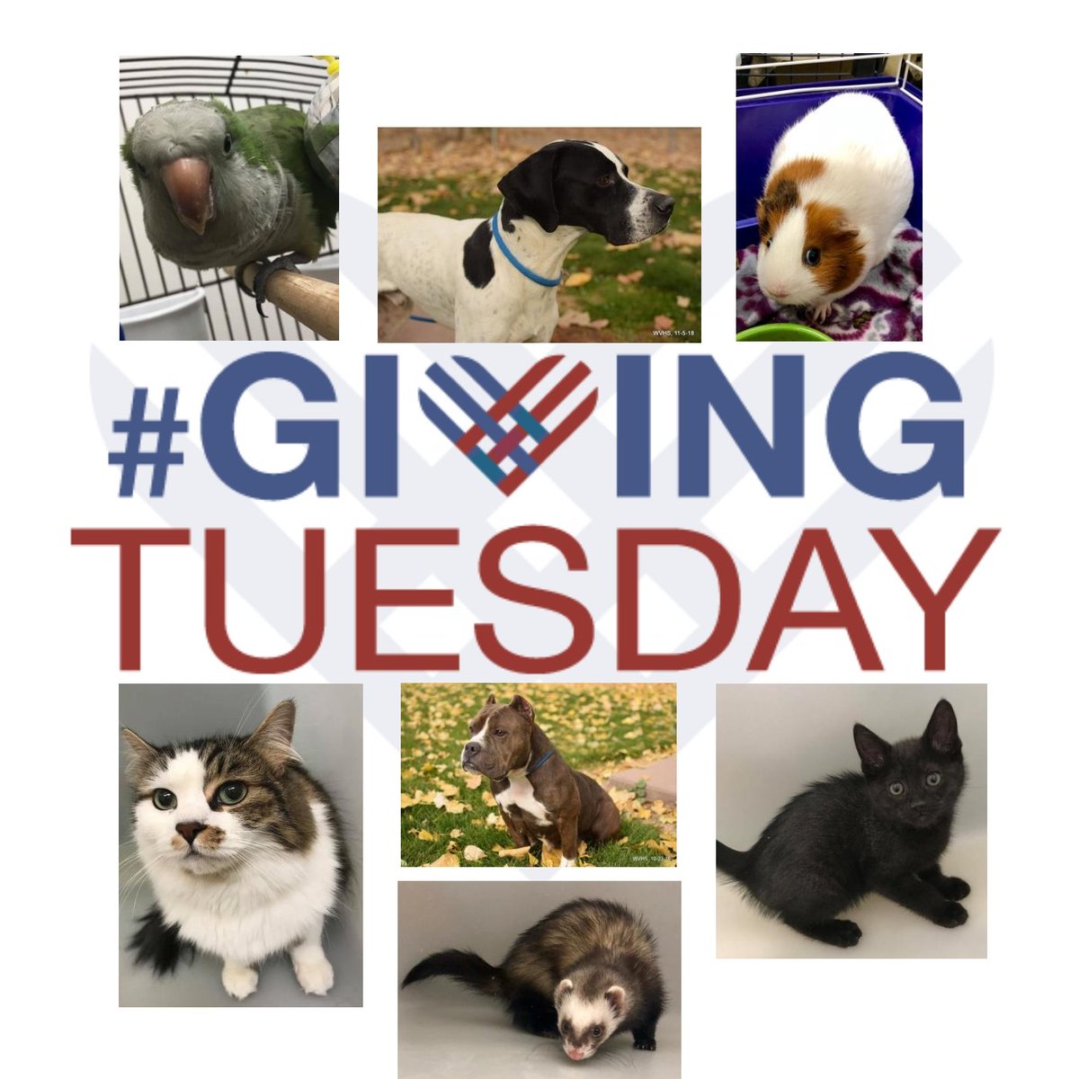 West Valley Humane tweet media