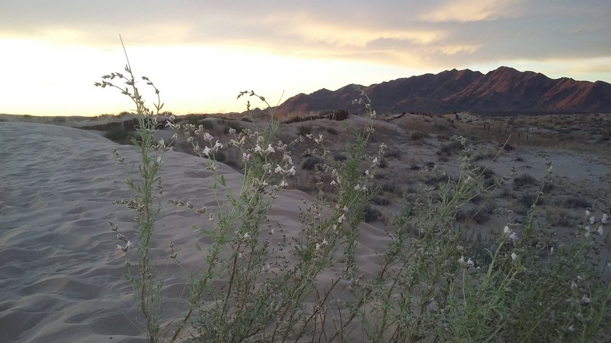 En el atardecer, lo mejor es dejar pasar el tiempo... 
#dunas #jrz #ciudadjuarez #visitjuaerez #ilovejuarez #vistchihuahua #ahchihuahua #vive_travel #ViajaPorMéxico #Viajes #viaje #travelmexico #photo #travelphotographer #Travel #mexishoots #mexinstantes #miviaje #viajerosoy