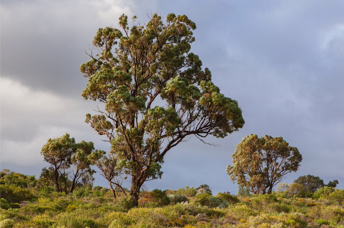 EucalyptAus's tweet photo. Meet the #Tuart (Eucalyptus gomphocephalus) a coastal species from the Perth region of southwest Western Australia.#EucBeaut #eucalypts #ozplants #seeaustralia #Perth
https://t.co/Ramhlh2rip #eucbeaut https://t.co/wFrj9ryUqT