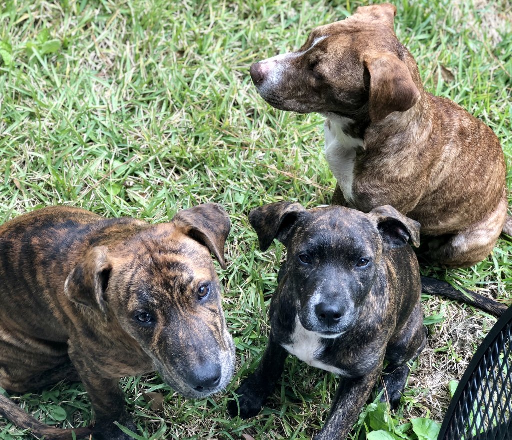slightly_sarah's tweet photo. THE DOG BLOG https://t.co/se9KEN83me https://t.co/wnqecNLbtp