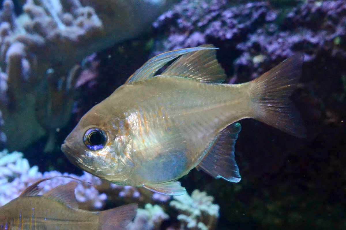 ট ইট র 新潟市水族館マリンピア日本海 イトヒキテンジクダイ 暖流の旅 脊索動物門 条鰭綱 スズキ目 テンジクダイ科 イトヒキテンジクダイ属 標準体長5 奄美大島以南 インド 西太平洋等のサンゴ礁 第1背鰭第2 3軟条が糸状に伸長する 鰓蓋と体側前部に数