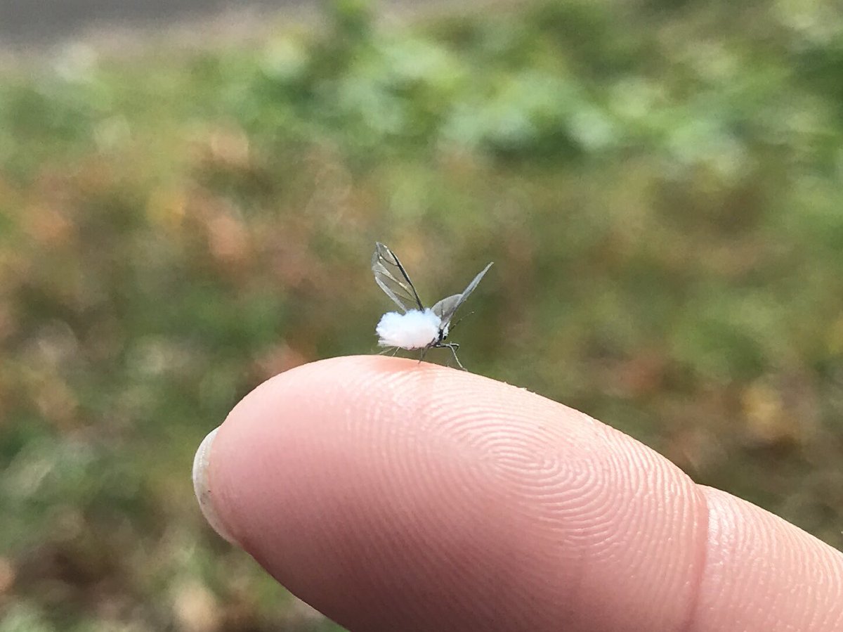 冬の訪れを告げる雪虫 フワフワしてかわいい そして生態を調べると 第一 第四世代まで意外な生態がわかって神秘を感じる Togetter