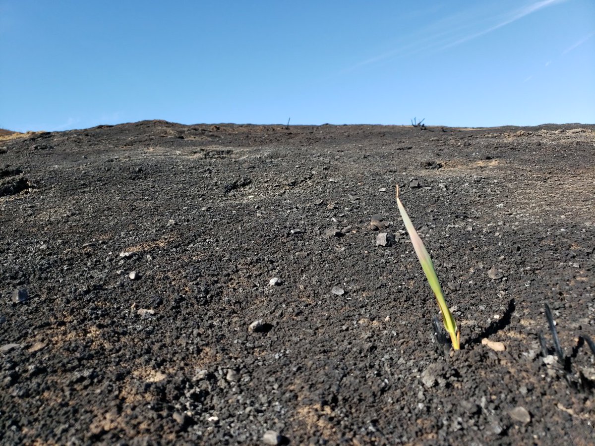 Regeneration begins in the Santa Monica Mountains #WoolseyFire