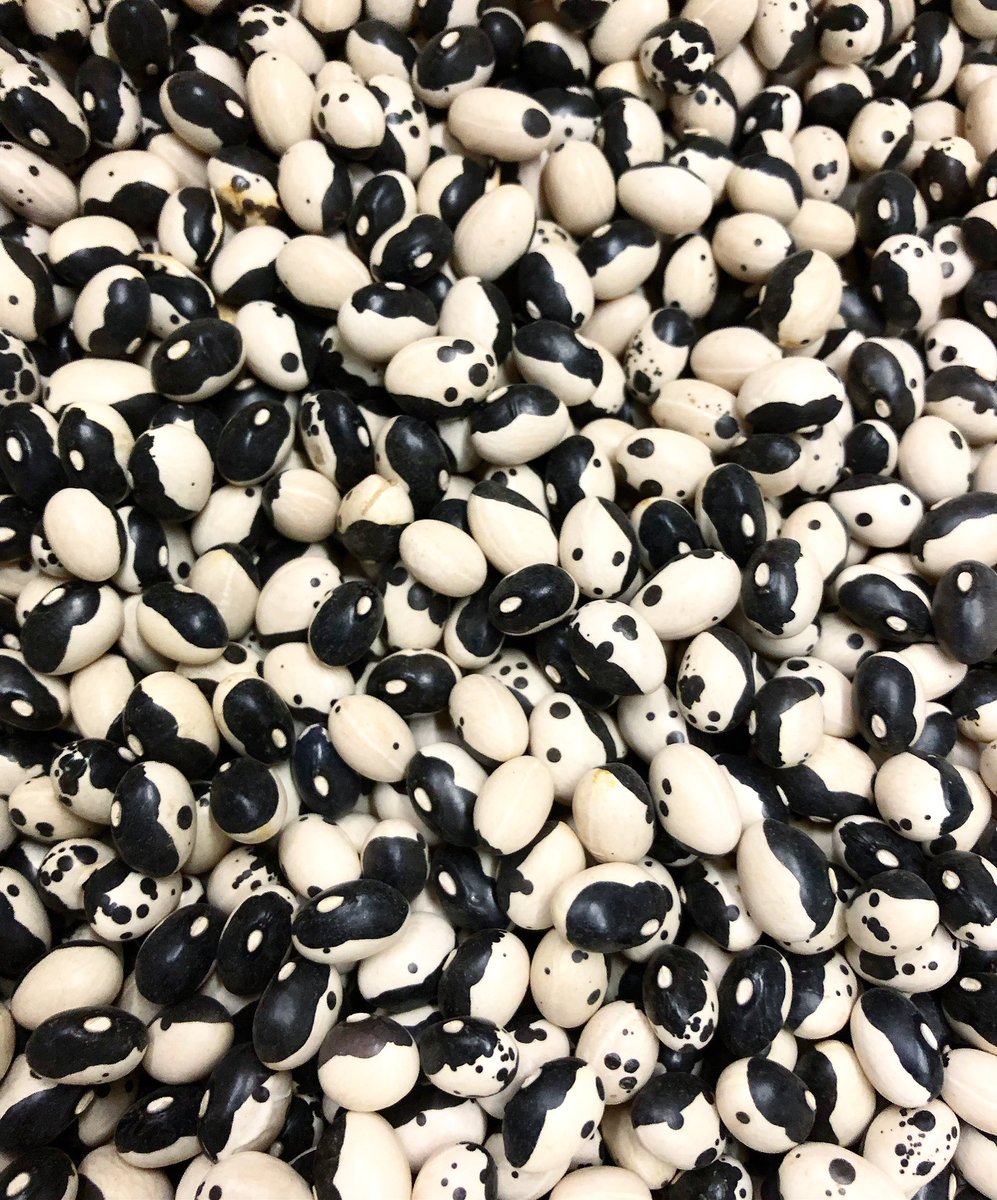 Territorial Seed Company On Twitter A Rainy Day Spent Inside