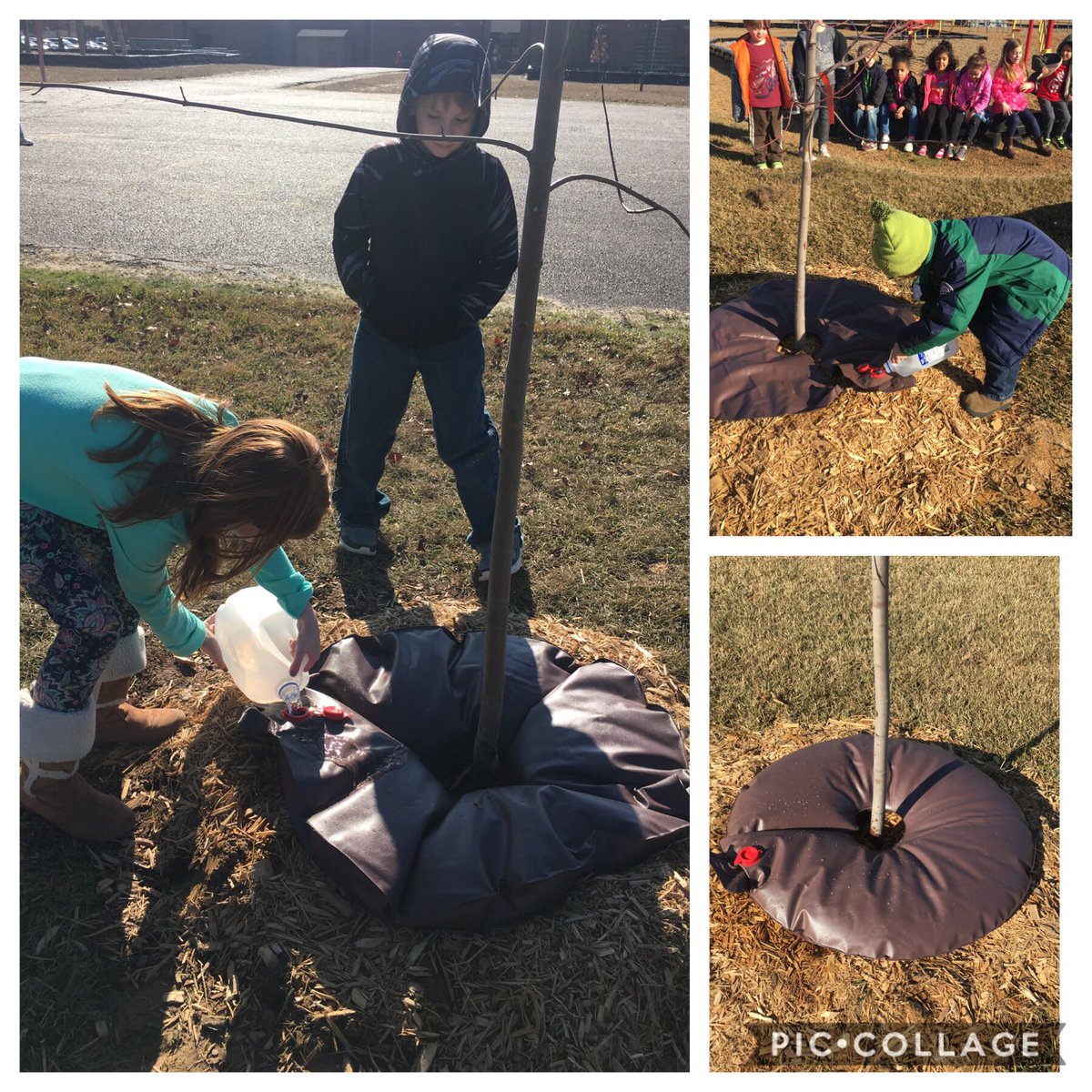 CoachOCabotPE's tweet photo. Ss helping water our #STOP18 trees. #CEtribe @ARForestryComm #perocks @CentralCabotpK4 https://t.co/sJAQFG8TKI
