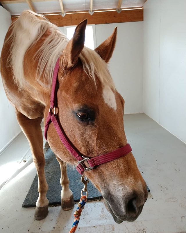 LakotaTrailers's tweet image. &quot;Such a good Bean 💕#powerfulconnection #william #lakotaforevers #lakotaypa #lakotatrailers #aqhaproud #aqha #phba #aqhya #yellaman #phbaproud #hearthorse #heholdsmyheart #princewilliam #bean #beanie
#blessedwiththebest #soulhorse 📷: @powerful_connection &quot;