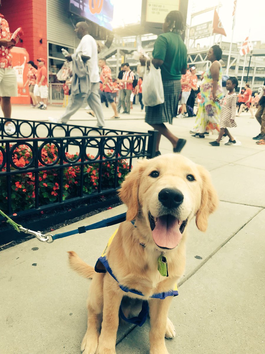 PuppyLondonIV's tweet photo. We want all to know that #MS warriors are not alone,+ if Mrs. Z or other #MSWarriors want +will benefit from a service dog, @ccicanine provides them at no cost to families. You are not alone. We hear you. We are with you🐾💙#PuppyLondon
#WeAreIndependence
#HELPisAFourLeggedWord https://t.co/6bego3PQ2x