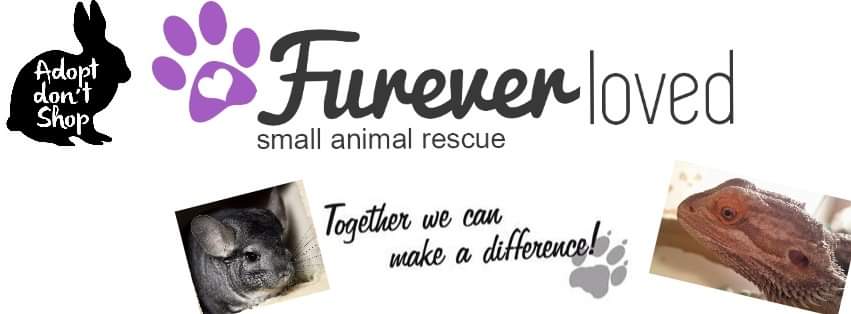 theoldsun1's tweet photo. Saturday 1st Worth Valley Ferret Welfare are teaming up with Furever Loved animal rescue to bring in a whole host of furry critters for us to see (and pet), with a tombola and much fun for all ages..... all proceeds to go to the two charities..... STARTS at 2pm - free admission🐾 https://t.co/xRoNNb3fJT