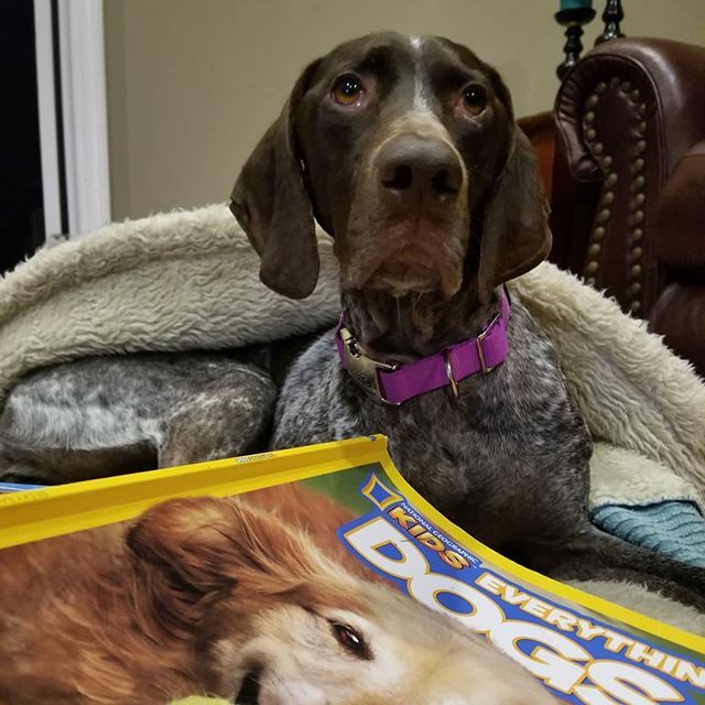 saracullin's tweet photo. Read it to me again

#readingwithdogs #bedtimestories #puppydogeyes #readingtodogs #dogsofinstagram #gspcommunity #gspofig #gspofinstagram #germanshorthairedpointer #gspoftheday #pointercorner #pointer_feature #pointersofinstagram #pointersofig #gsp_feat… https://t.co/WeJEaY0NRH https://t.co/Wggiat24LF