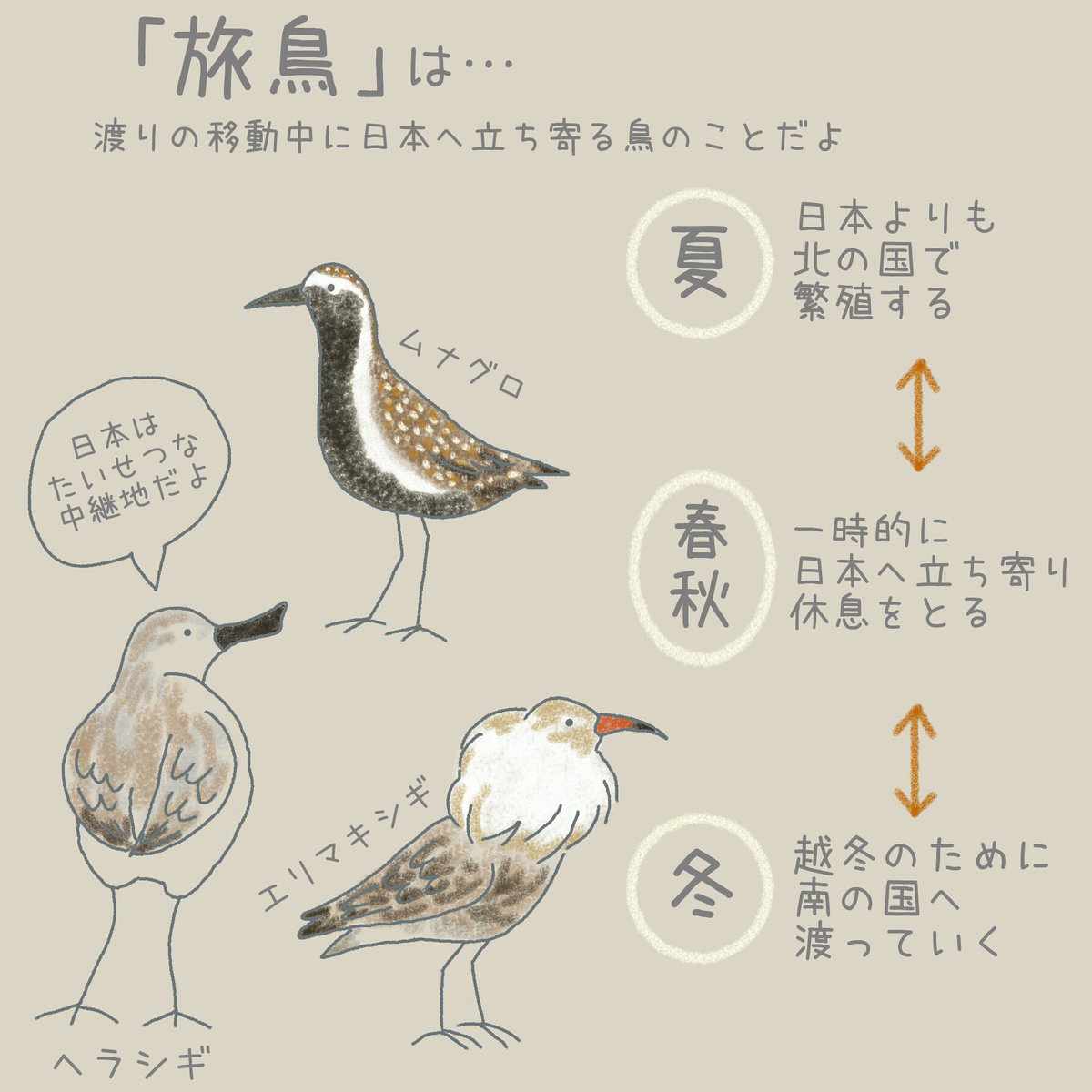 ヘラシギは渡り鳥の中で「旅鳥」と呼ばれているよ。
渡りの移動中に、日本に立ち寄る。
移動距離は片道1万km以上といわれているよ。

#イラスト 
#イラスト好きと繋がりたい 
#動物 