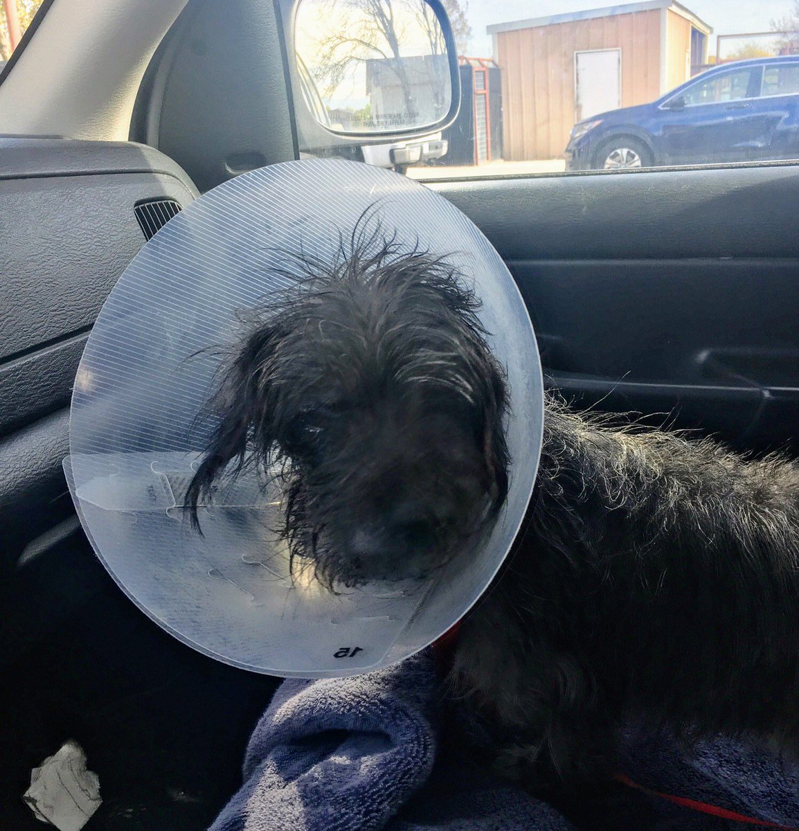 BlueDogRescue's tweet photo. We’re only $80 short of our #GivingTuesday goal! Let’s help more pups like Sparky here. 🐶💙Who can help us reach our goal by midnight? 
#ILiveHereIGiveHere #atx #austintx
https://t.co/kvNuPvpgqw https://t.co/FQTNNMTXHh