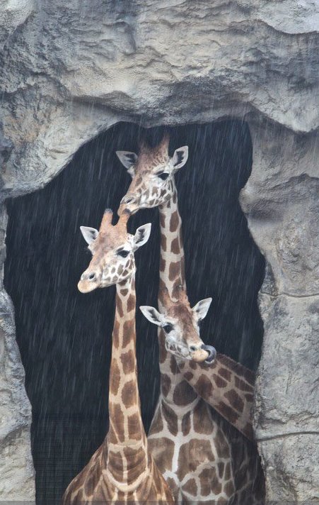 10Daily's tweet photo. .@tarongazoo will be closing early due to the #SydneyStorm but the animals are "all fine, albeit a bit waterlogged" https://t.co/wqJbTdD1gq https://t.co/mEFCj8pJIm