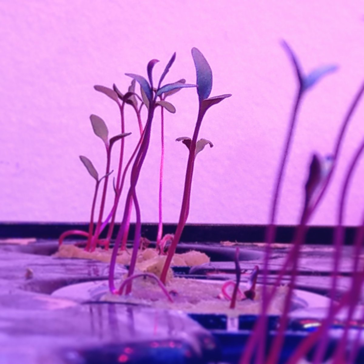 invertigro tweet media