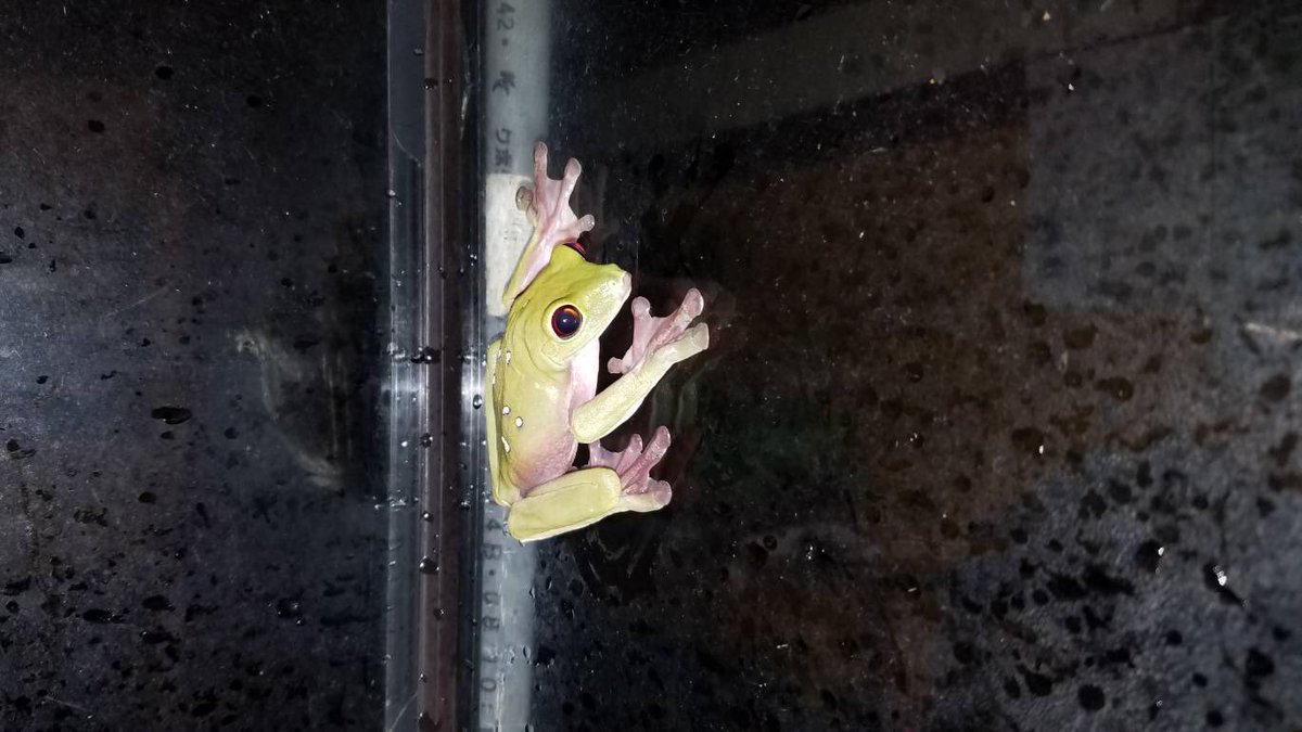 しまたろう あわしまマリンパーク公式 در توییتر カエル館情報 11 28 今日のスパーレル夜ver スパーレルアカメアマガエル アカメアマガエルの赤目とは違い 葡萄色のような目の色をしてます カエル カエル館 今日のカエル