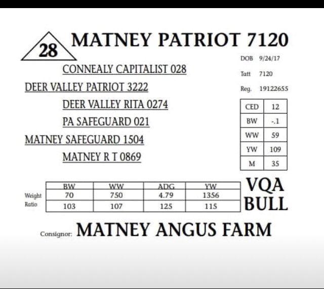 MatneyFarm's tweet photo. Offering a chance for some great #BlackAngus bulls this Saturday! https://t.co/9SHImWKnde