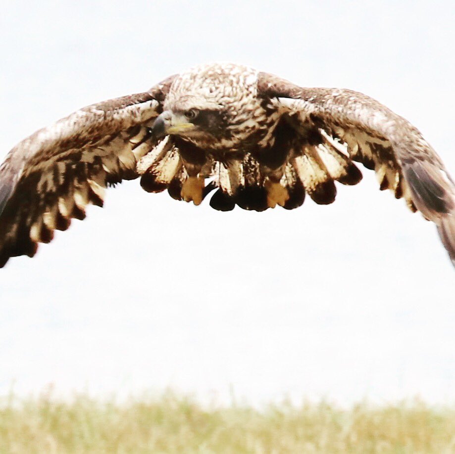 mojojoint's tweet photo. Photo I took of a young eagle #inmyyard https://t.co/yB3u6lkRvN