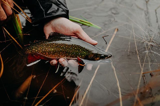 Reminiscing #amonthago #brookieheaven 😍

#north40flyshop #getoutside #winter #flyfishing #wildernessculture #brooktrout #trout #thetugisthedrug