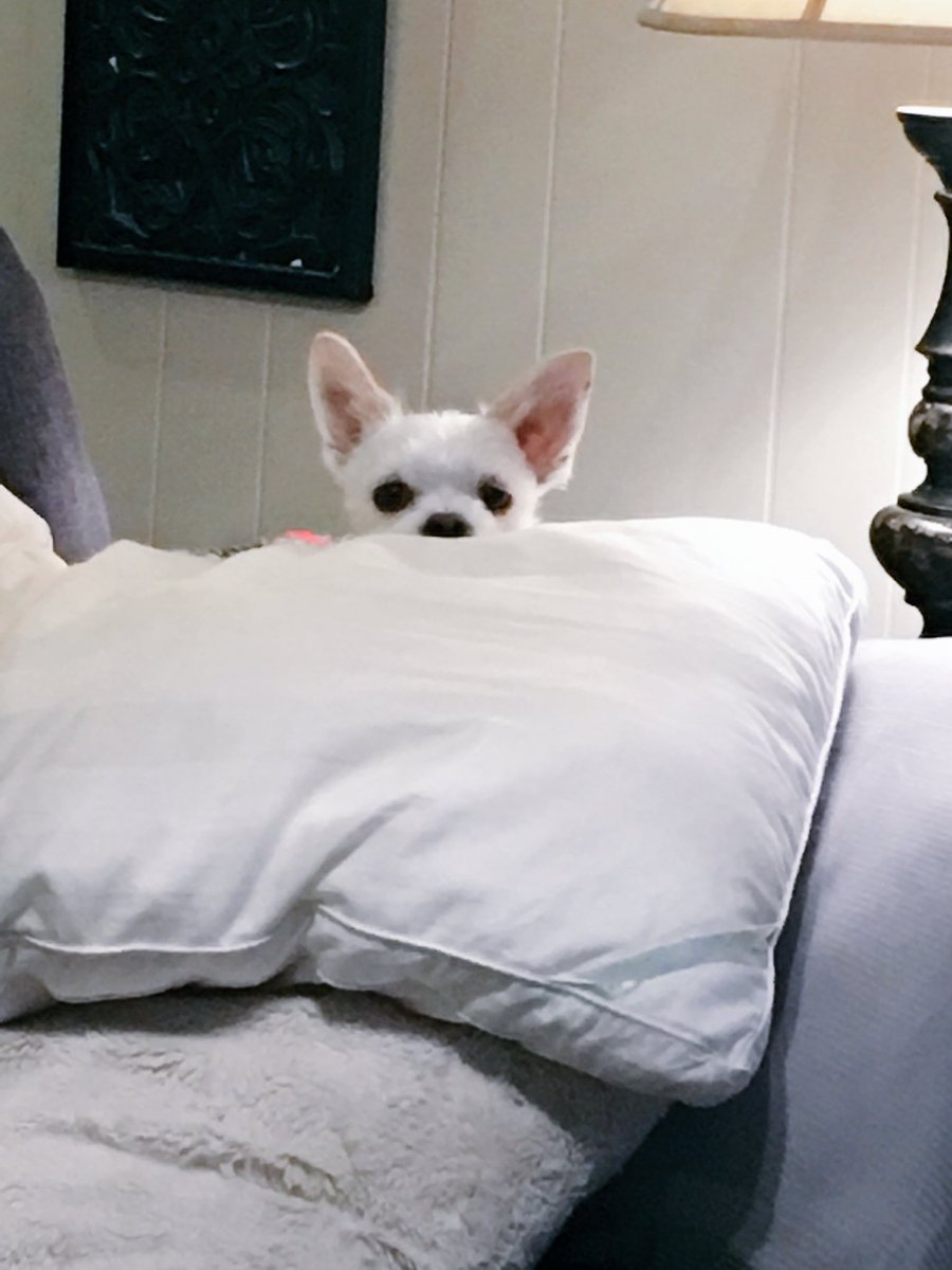 LaLaLately's tweet photo. Carloโs version of camouflage. #WhyHelloThere #malchi #CasaDeCarlo #dogmom #puppylove #rescuedog https://t.co/PUhYr4Df3P