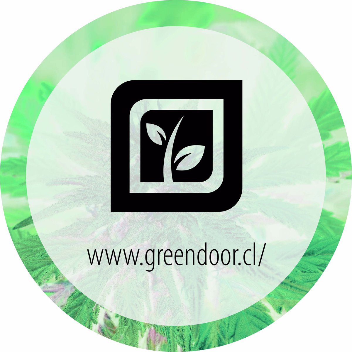 GreendoorChile's tweet photo. It’s like magic 🌱🍾 #Weed #AutoCultivoLibre https://t.co/zNjDYDez6A