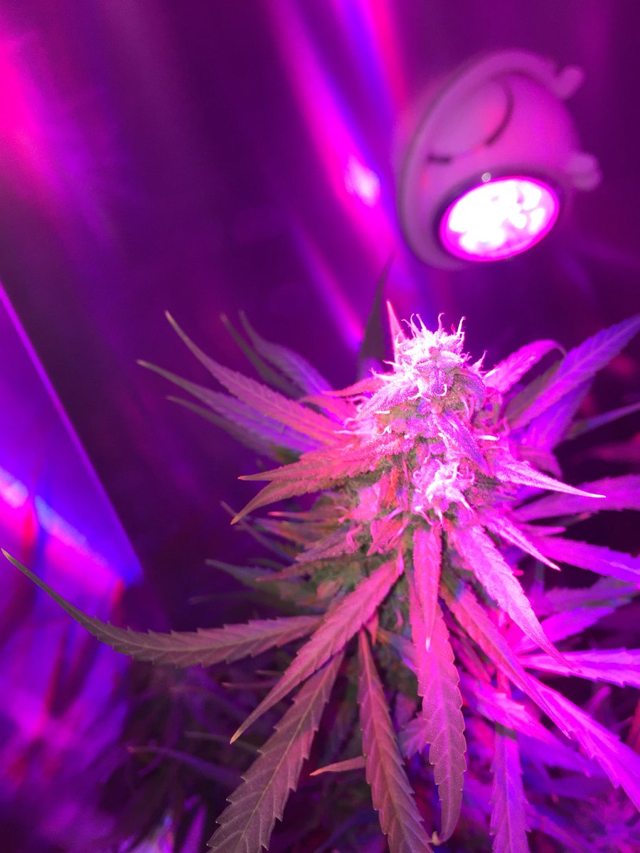 GreendoorChile's tweet photo. It’s like magic 🌱🍾 #Weed #AutoCultivoLibre https://t.co/zNjDYDez6A