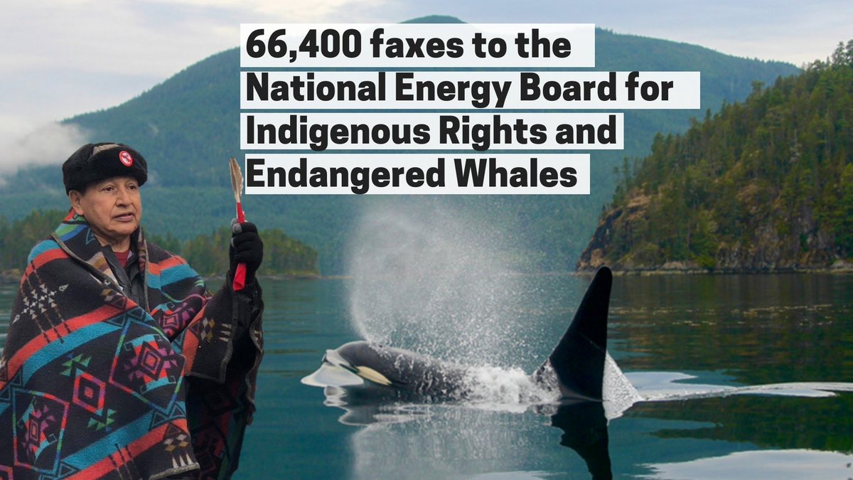 CoastProtectors's tweet photo. 66,400 people stood up for #Indigenous Rights &amp; Endangered #Whales https://t.co/aiGPhg1RgH #cdnpoli #blackfish #NativeTwitter #notankers #transmountain #vanpoli #bcpoli #blackfish #StopPipelines #climatechange #waterislife #protecttheinlet https://t.co/FP73asBZ25