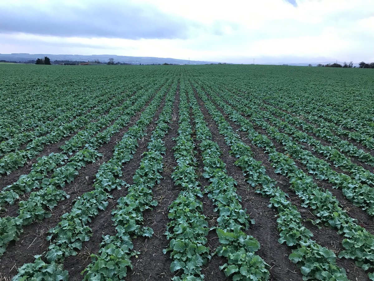 forster_1's tweet image. ⁦@KWSUKLtd⁩ #Flamingo looking well going into the winter, rowed nicely behind the ⁦@SumoUKLTD⁩ #trio