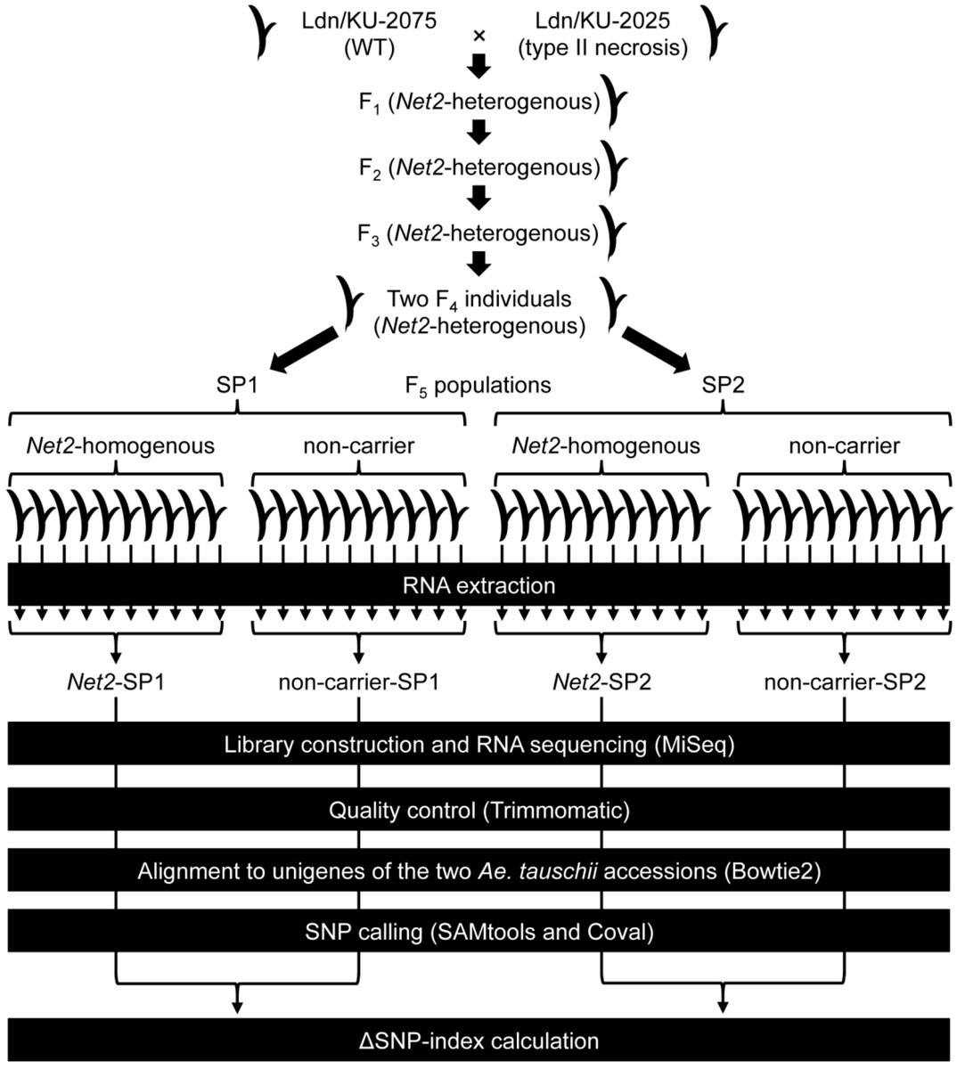 IJMS_MDPI's tweet image. #mdpiijms. RNA  Sequencing-Based Bulked Segregant Analysis Facilitates Efficient  D-genome Marker Development for a Specific Chromosomal Region of  #Synthetic #Hexaploid #Wheat
📌Full paper access: mdpi.com/1422-0067/19/1…