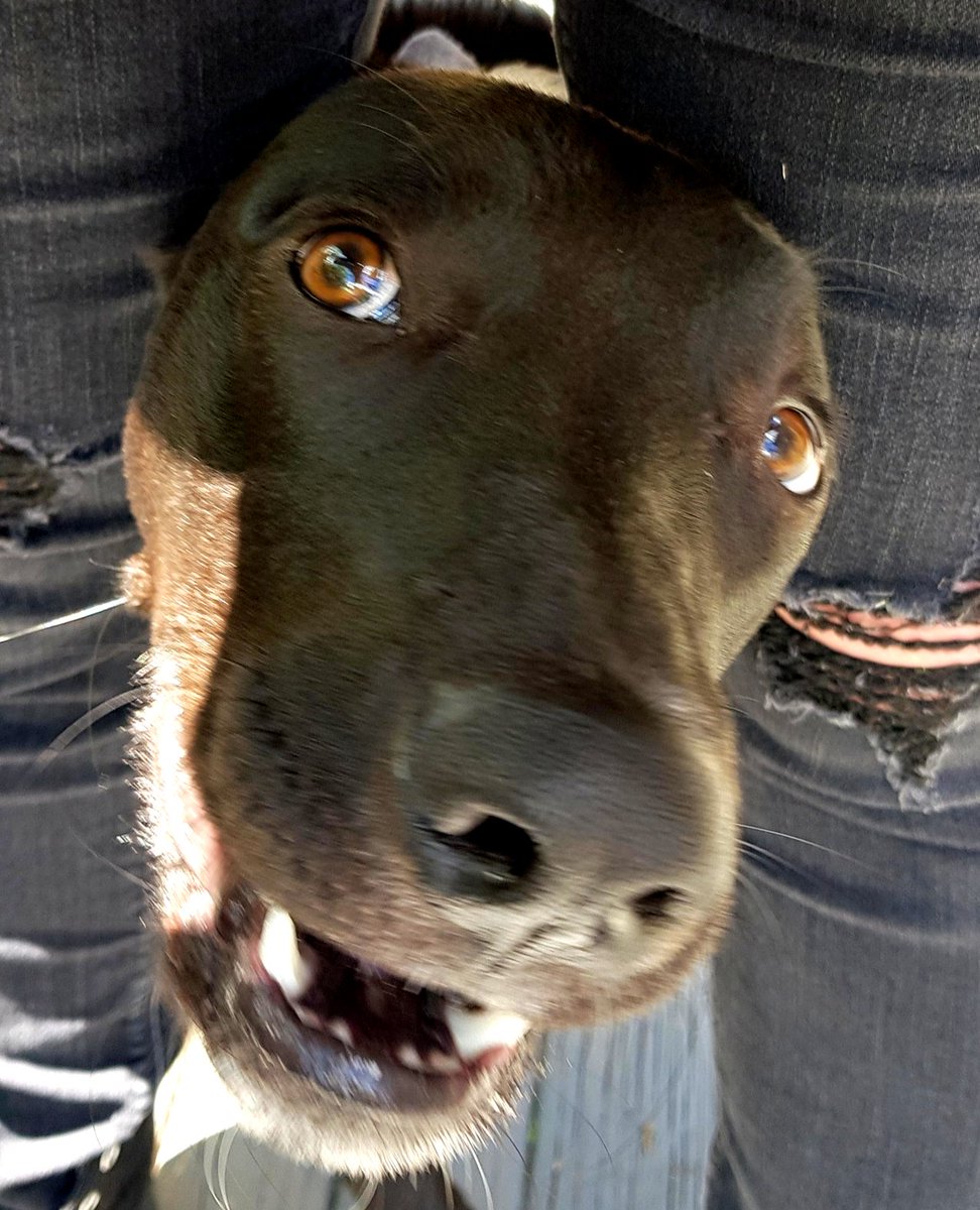 4lyfe_rescue's tweet photo. Oh Hai

Hugo's Adoption Profile - https://t.co/KFfaOzrEDT
#Hugo4Lyfe #AdoptMe #AdoptDontShop #DogsOfCanberra #HeWillLoveYou4Lyfe #EternalRayOfSunshine https://t.co/YLnvY0ERYC