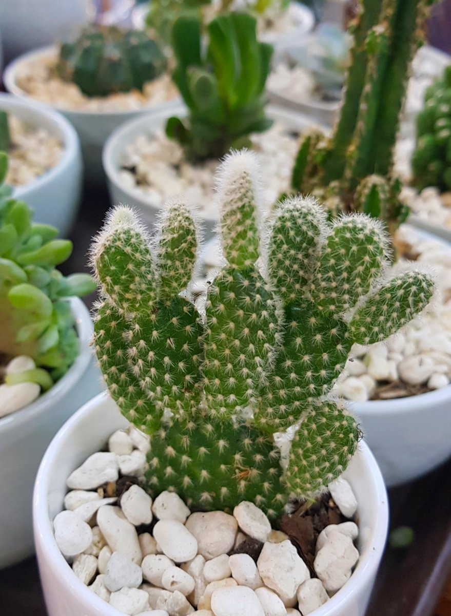 Cactus. A small spiny plant that can live in extreme dry environment. Has a leaf capable of storing water. #cactus #desertplant #ornamentalplant #philippines