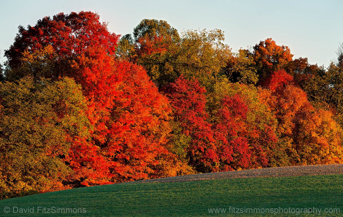 Early morning or late day sun provide beautiful light for capturing the yellow, orange, &amp; red colors of fall foliage. Telephoto lenses compress warmly colored deciduous trees into autumnal abstracts. Richland Co., Ohio. Sigma 150-600mm Sport. davidfitzsimmons.com  #sigmalens