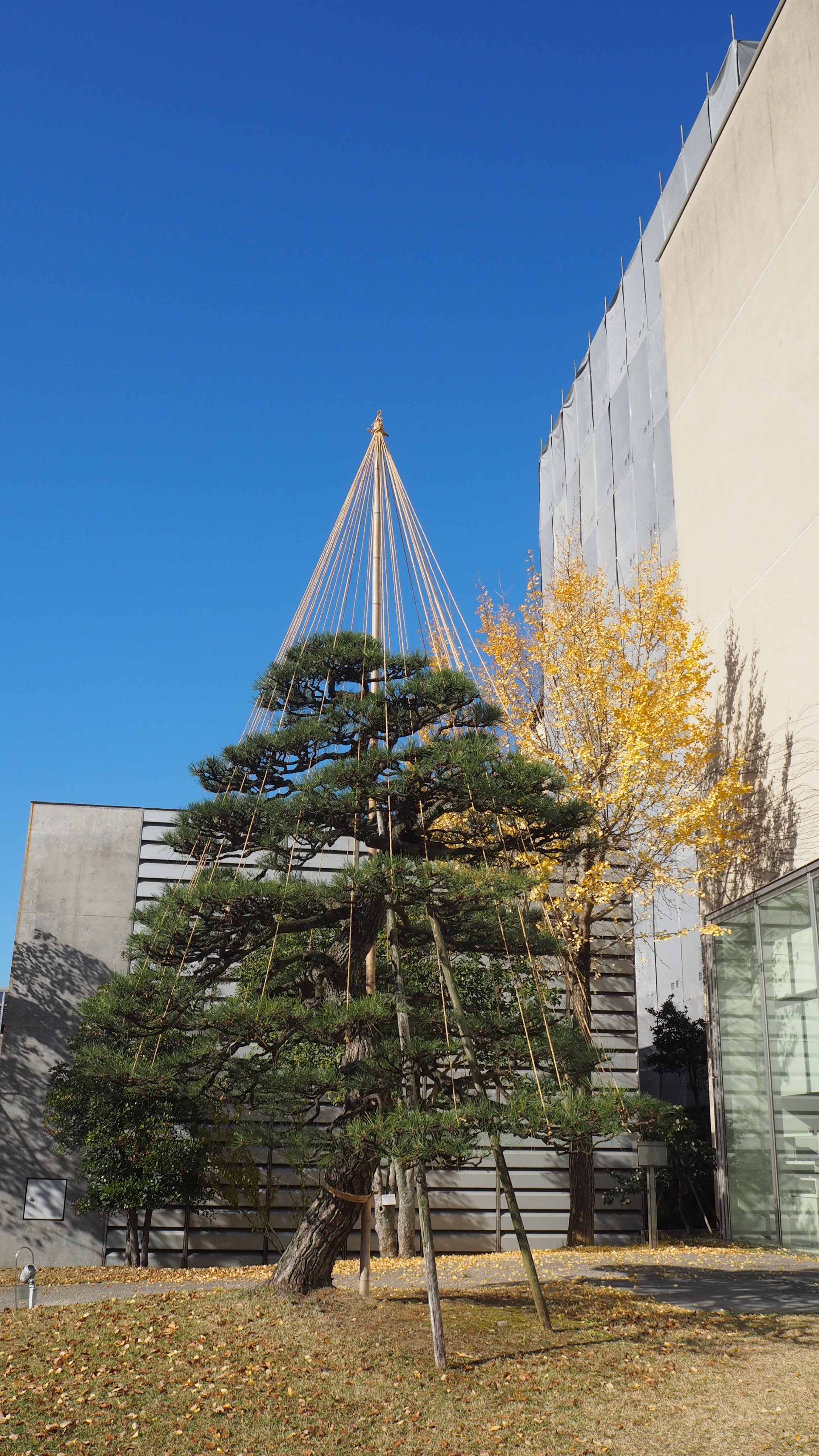 金沢21世紀美術館 冬に備えて 当館敷地内に植えてある木々の雪吊りが始まりました 樹木の枝が雪 の重みで折れないように 縄で枝を支えています ご来館の際には 雪吊りの風景もあわせてお楽しみください T Co Sycganmft2 Twitter