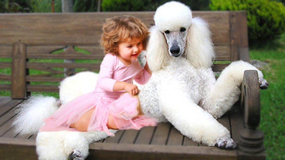 Mark_Jackson123's tweet photo. Very nice dog :).  And the baby is starting to learn, it takes time.
https://t.co/MkftzG2Clh https://t.co/MoIlamkQIs