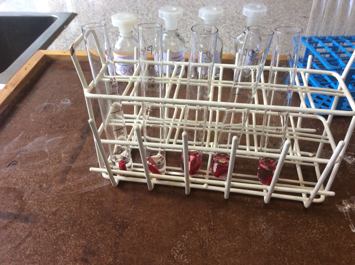 BeckRSaunders's tweet image. Effect of alcohol on plasma membranes #Year12 #Biology #transitionprogram #itworked