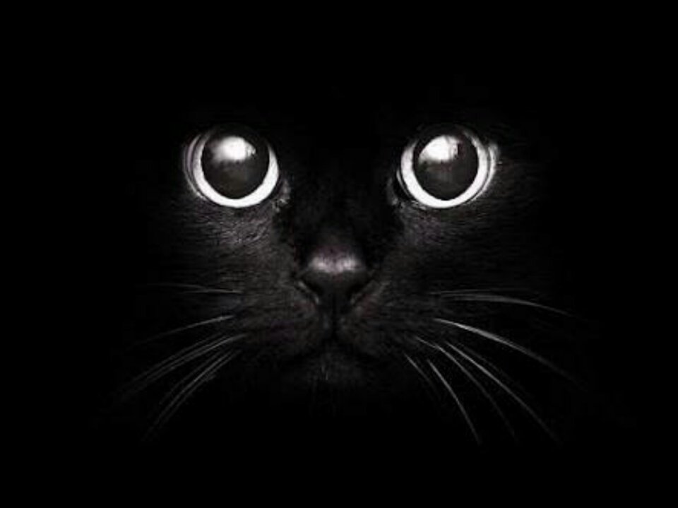 mesut (@berke43752497) on Twitter photo 