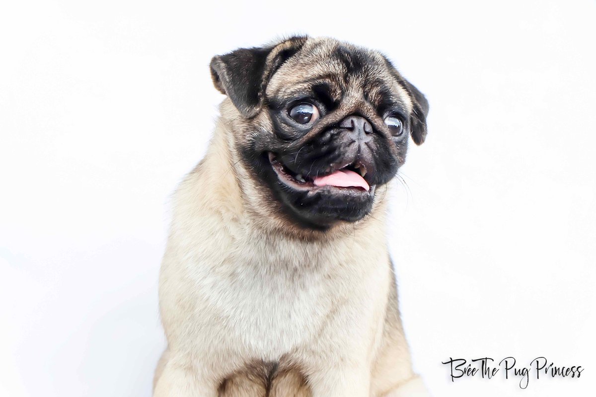 ZolaAndPrince's tweet photo. Bree #WednesdayWisdom ”Be the best version OF YOU 🐶👑

-
-
-
-
-
-
#puppy #cute #doggy #animal #pugfriend #adorable #precious #pug #puglife  #puglove #pugstagram #pugs #pugPotrait #twitterpug 聡ちゃん #UPFight #MadhyaPradeshElections  #MizoramElections #AdUWinThisFight https://t.co/hZbAv9JI0n