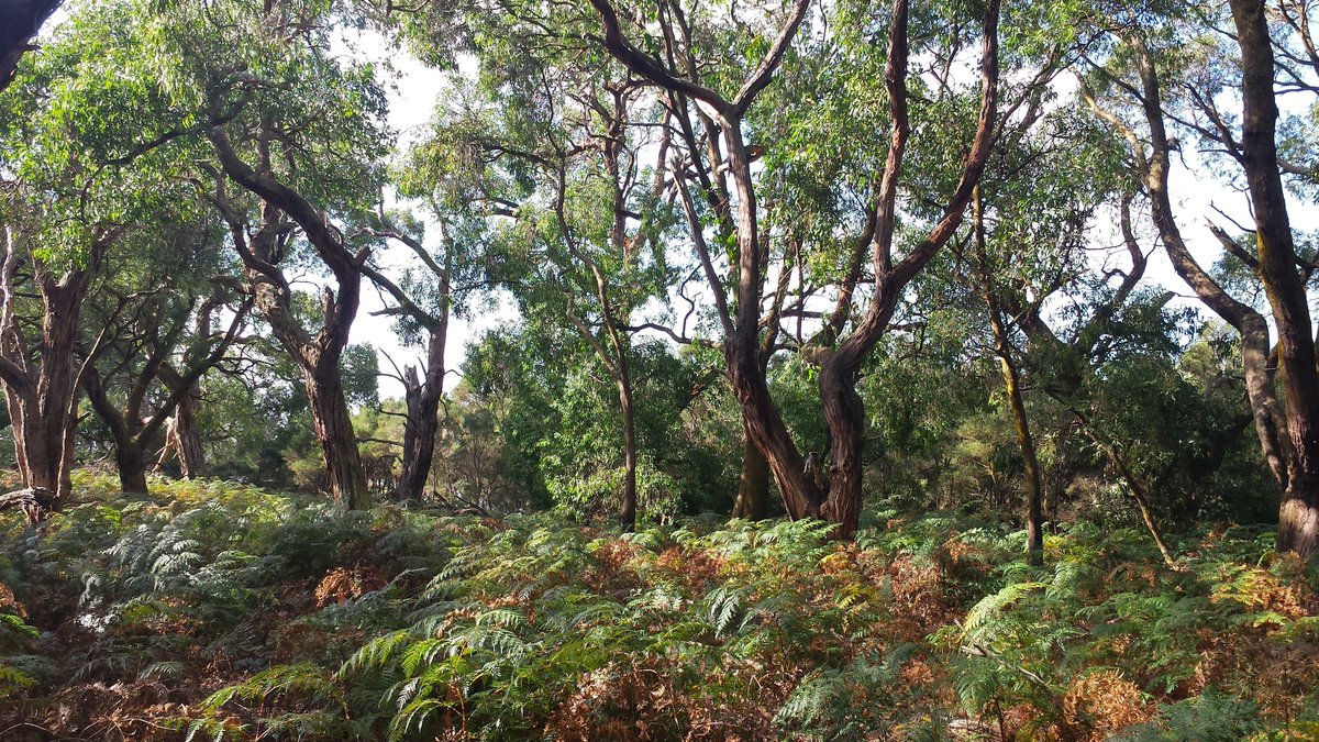 EucalyptAus's tweet image. Meet the Swamp Gum, Eucalyptus ovata, a spreading, gnarled tree of southeastern Australia and an important food plant for endangered #swiftparrots. #EucBeaut #ozplants #swampgum #eucalypts
parks.tas.gov.au/file.aspx?id=7…