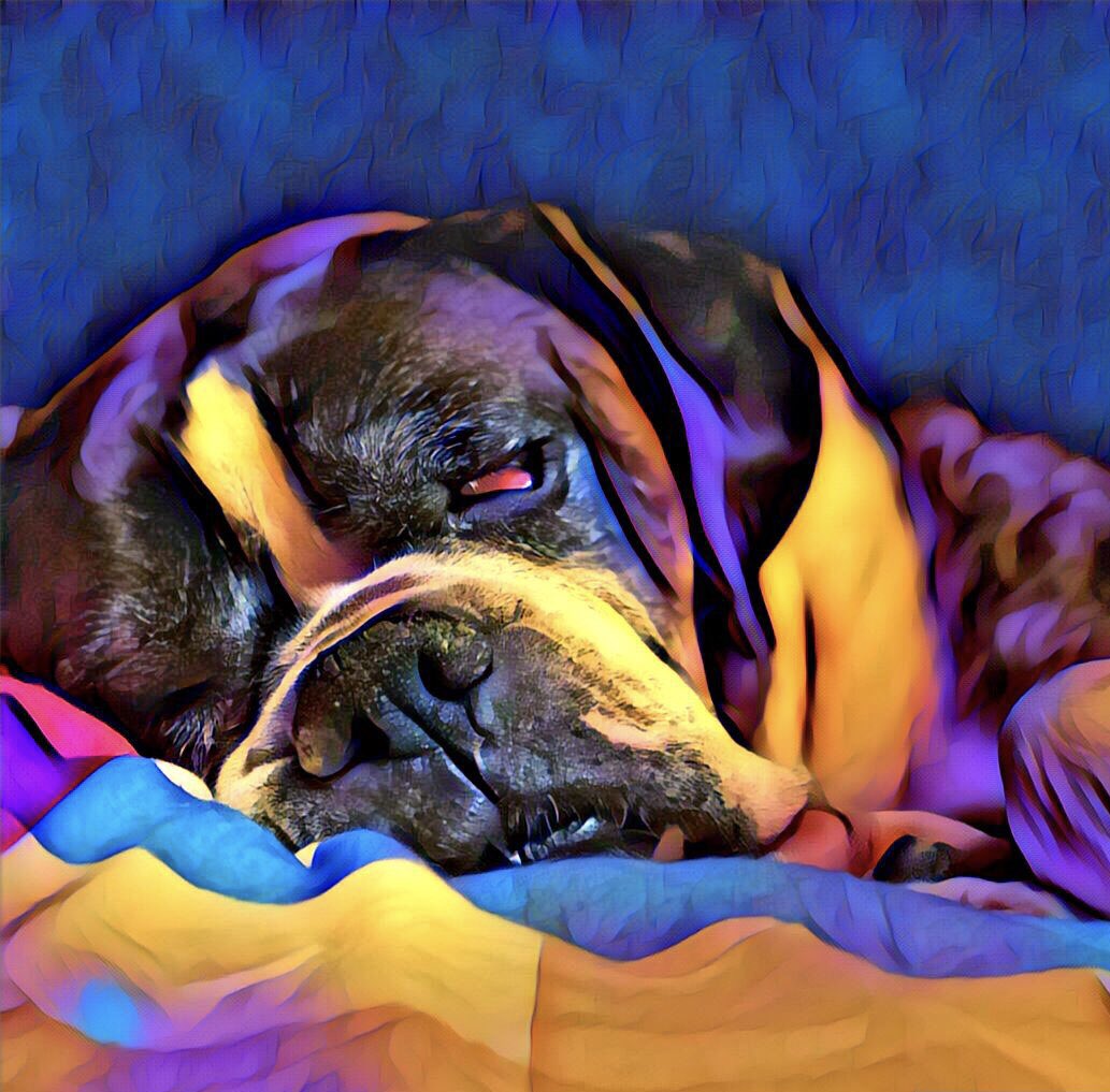 HavenBoxer's tweet photo. MAKE A DIFFERENCE
@BoxerDogUnion #MakeADifference #GivingTuesday #MyGivingStory #BoxerHavenRescue #boxersofinstagram #boxersoftwitter #TribeBHR @mbobb3149 #RIPBogie #SeeWhatWeCanChangeTogether @OwnedByaBoxer #HolidayGiving #SeeWhatWeCanChangeTogether https://t.co/KjvCZKlIDX https://t.co/N2JPe6phXX